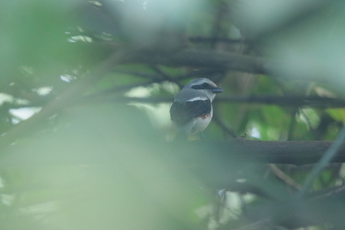 Mackinnon's Shrike photographed in Burundi