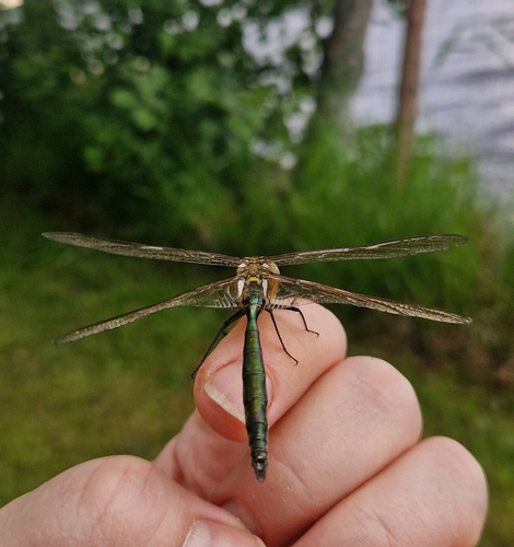 Brilliant Emerald