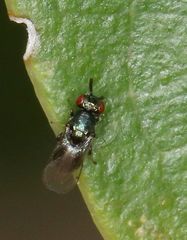Otitesella