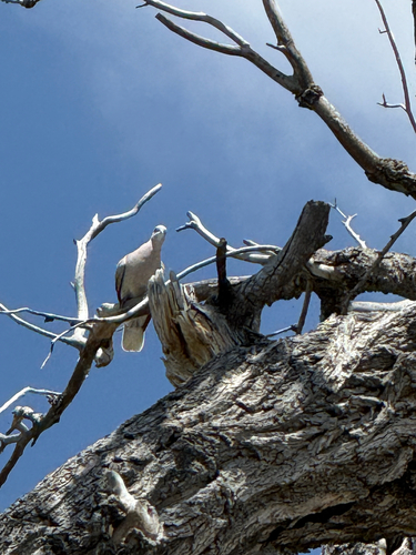 Eurasian Collared-Dove
