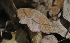 Cyclophora ruficiliaria