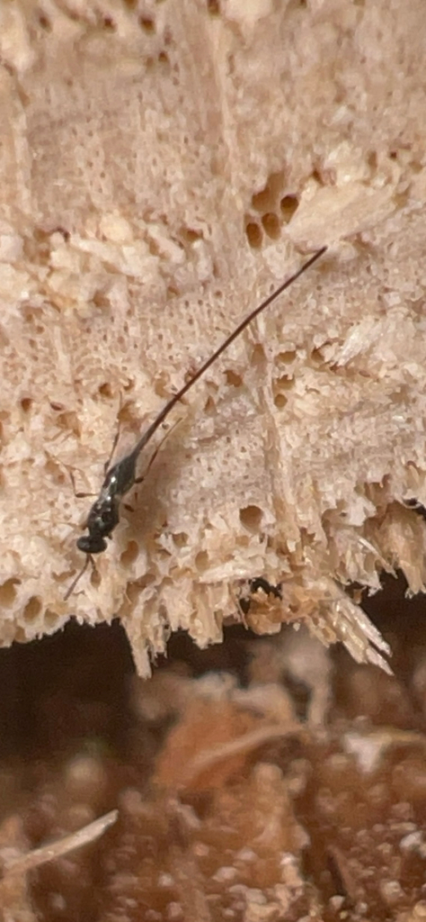 Synopeas hopkinsi