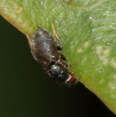 Otitesella