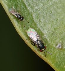 Otitesella