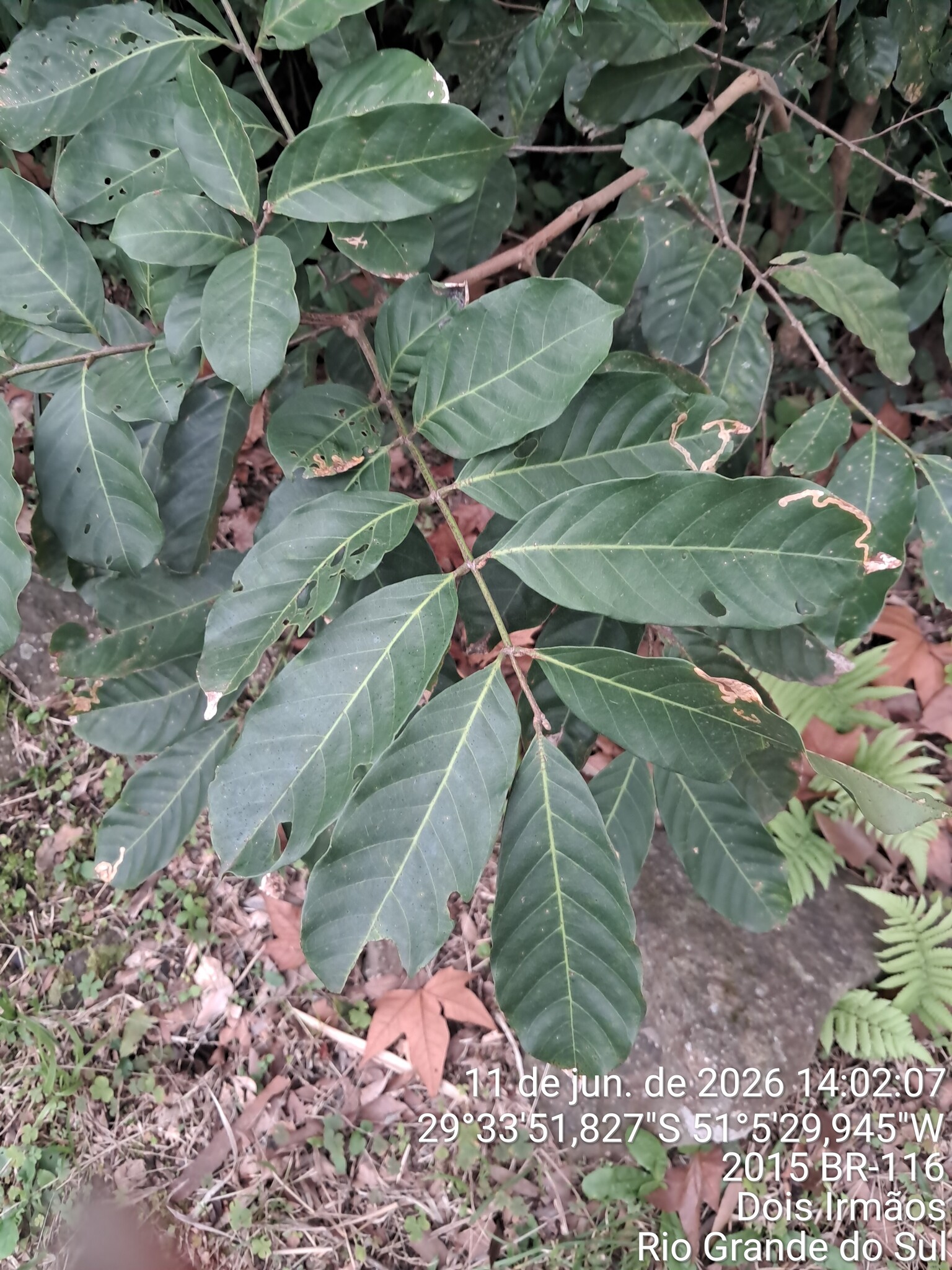 Guarea macrophylla