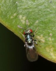 Otitesella