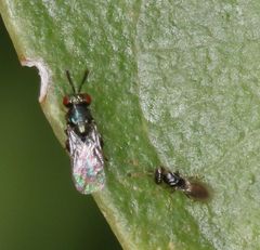 Otitesella