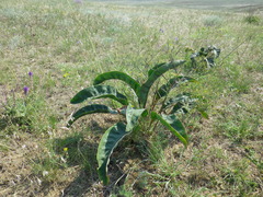 Limonium platyphyllum