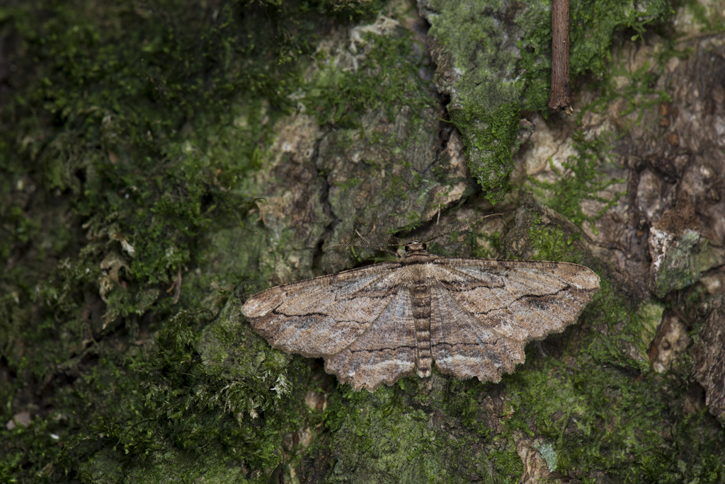 Menophra nakajimai
