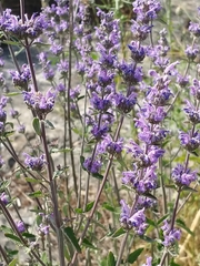 Nepeta curviflora