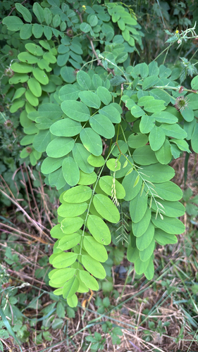 black locust