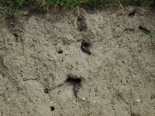 Bank Swallow
