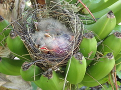 Phaenicophilus palmarum