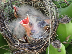 Phaenicophilus palmarum