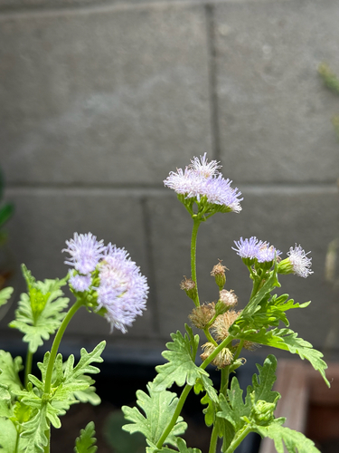 Palmleaf Mistflower