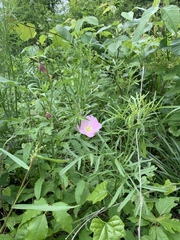 Oenothera speciosa