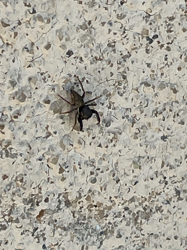 Ribbon Jumping Spider