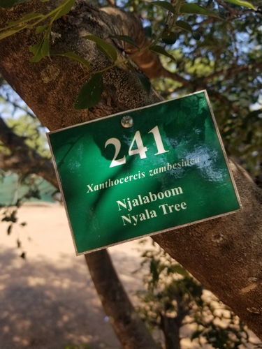 Xanthocercis zambesiaca, 2026-06-02