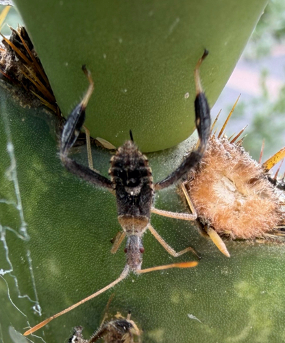 Leaf-footed Cactus Bug