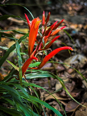Red Pitcairnia (Pitcairnia punicea)