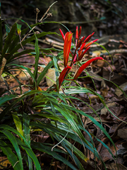 Pitcairnia punicea, photograph (c) Daniel Pineda Vera, some rights reserved (CC BY)