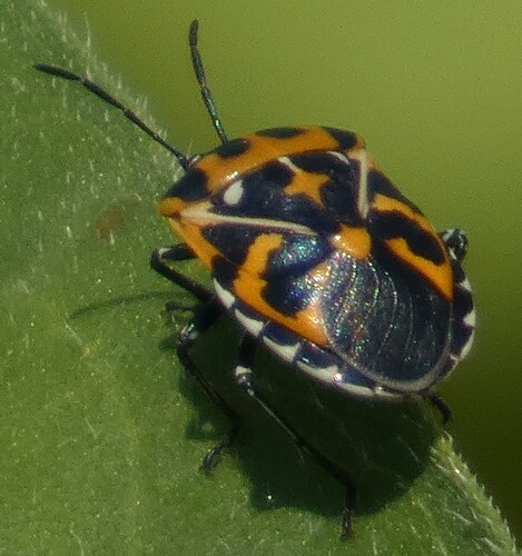 Harlequin Bug