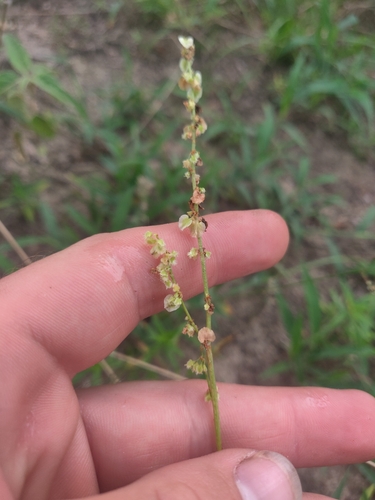 Rumex hastatulus, photograph 3