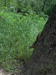 Sciurus niger