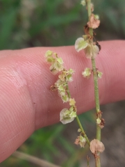 Rumex hastatulus, photograph author not stated, no rights reserved