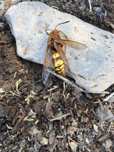 Western Cicada-killer Wasp