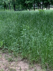 Poaceae