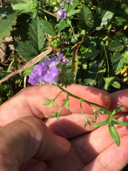 Phacelia glabra