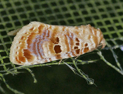 Diastema tigris