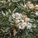 Rhododendron formosanum - Photo (c) 傻子, algunos derechos reservados (CC BY-NC), uploaded by 傻子