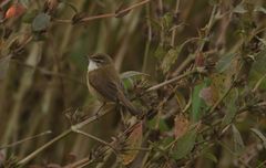Acrocephalus agricola