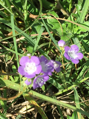 Phacelia glabra
