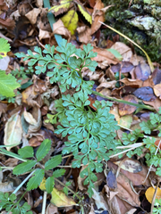 Asplenium dareoides, photograph (c) Sebastián Saiter V., some rights reserved (CC BY)