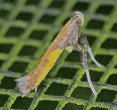 Caloptilia azaleella