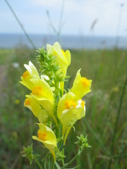 Linaria angustissima