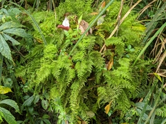 Hymenophyllum polyanthon