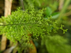 Hymenophyllum polyanthon