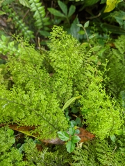 Hymenophyllum polyanthon