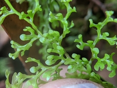 Hymenophyllum polyanthon