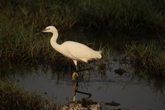 Egretta garzetta