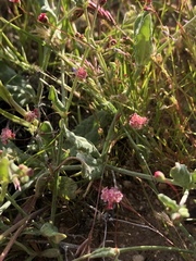 Eriogonum angulosum