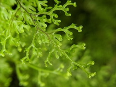 Hymenophyllum polyanthon
