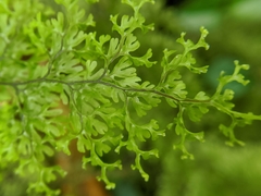 Hymenophyllum polyanthon