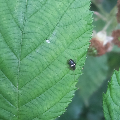 Variable Cockroach