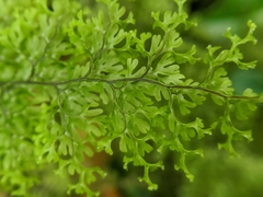 Hymenophyllum polyanthon