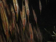 Centriscus scutatus